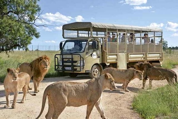 Lion and Safari Park