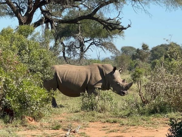 Best Kruger national park tours rhino sighting