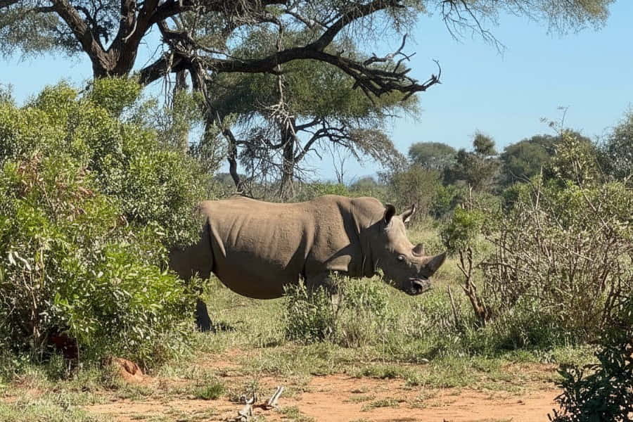 Best Kruger national park tours rhino sighting