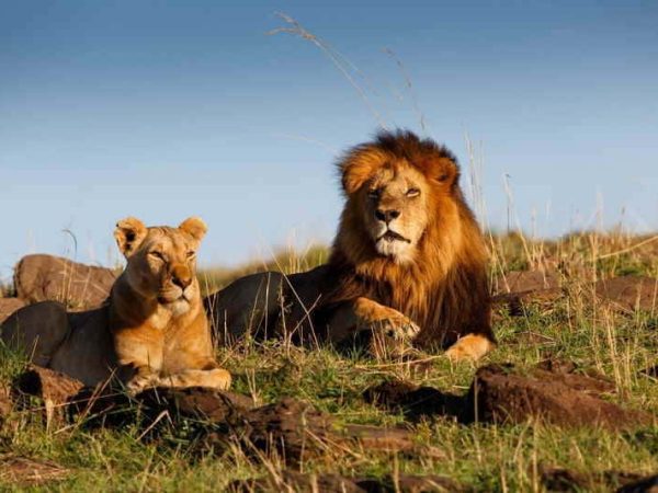 Full Day Kruger National Park Safari From Hazyview With Hotel Pickup